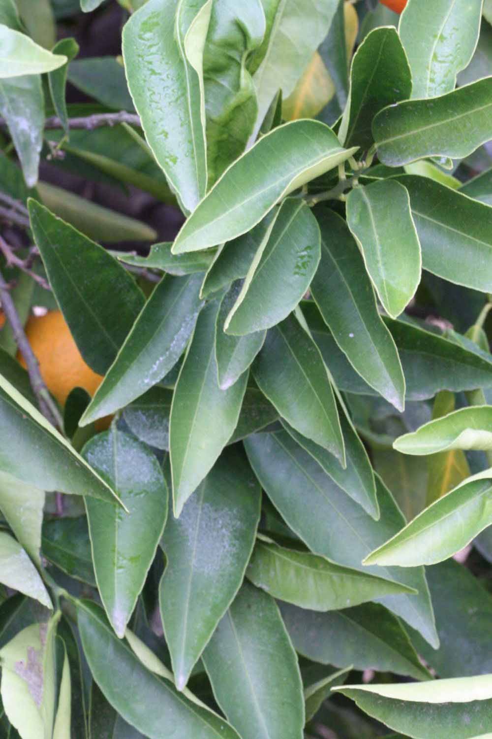            Sun leaves (SRA 63, Riverside, CA)   